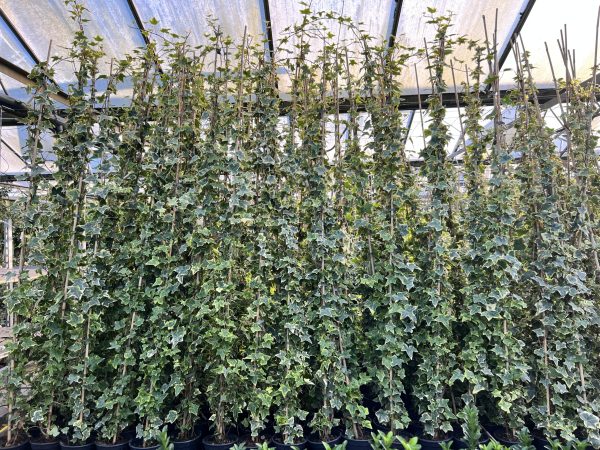 Hedera helix 'Goldchild' - geelgroene Hedera 80-100 t/m 200/225 cm