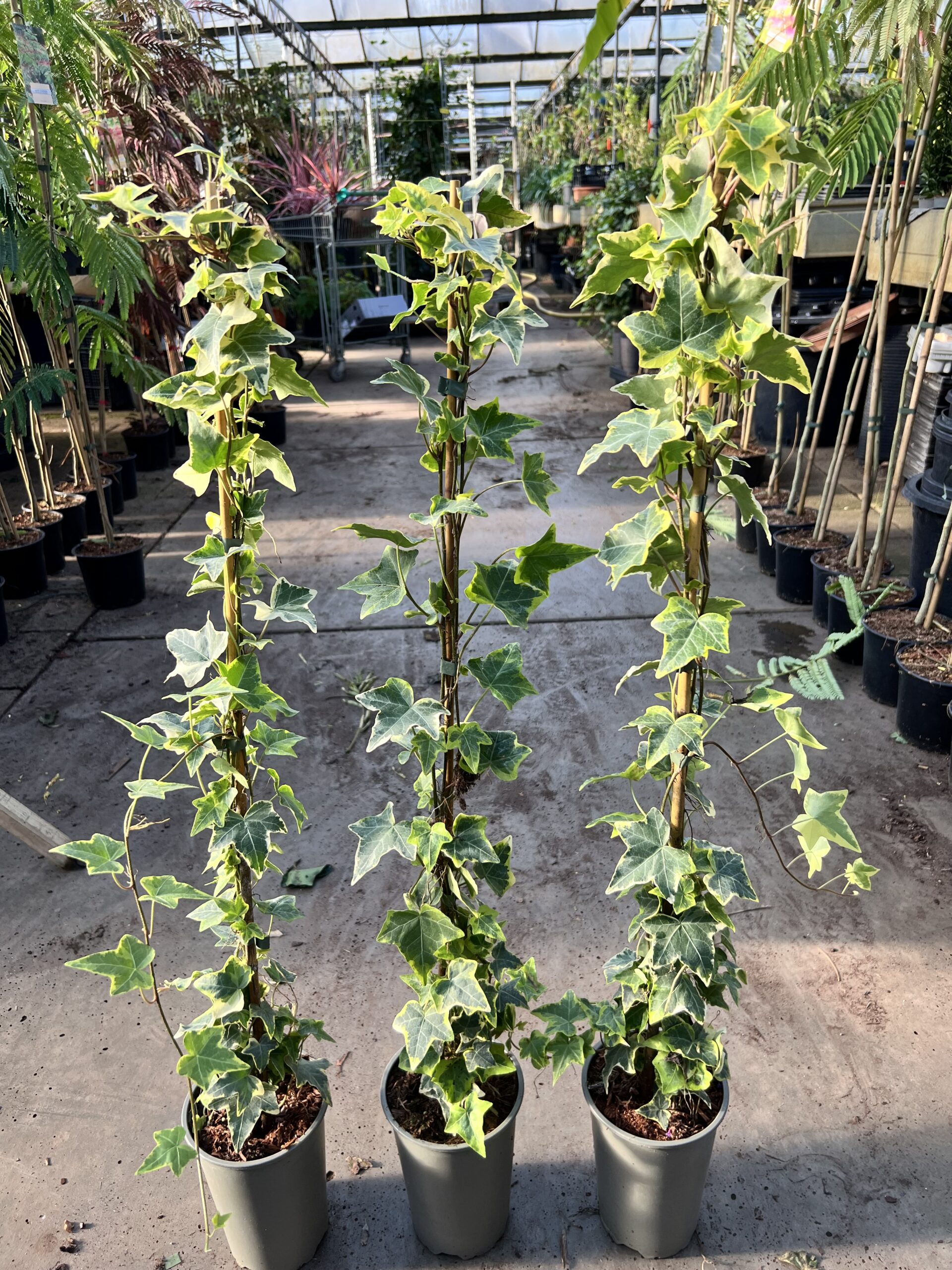 Hedera helix 'Goldchild' - geelgroene Hedera 80-100 t/m 200/225 cm - Afbeelding 5