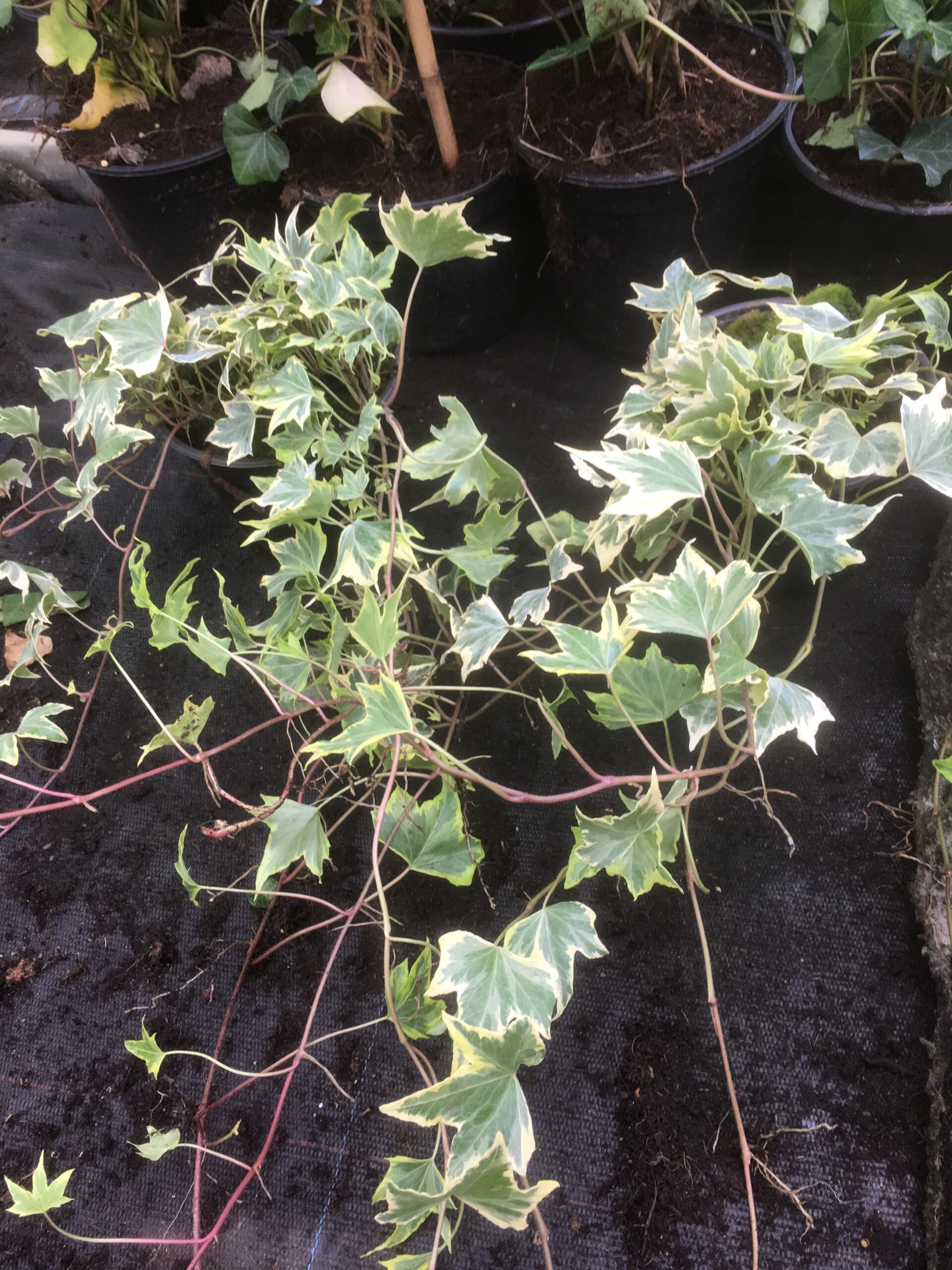 Hedera helix 'Goldchild' - geelgroene Hedera 80-100 t/m 200/225 cm - Afbeelding 3