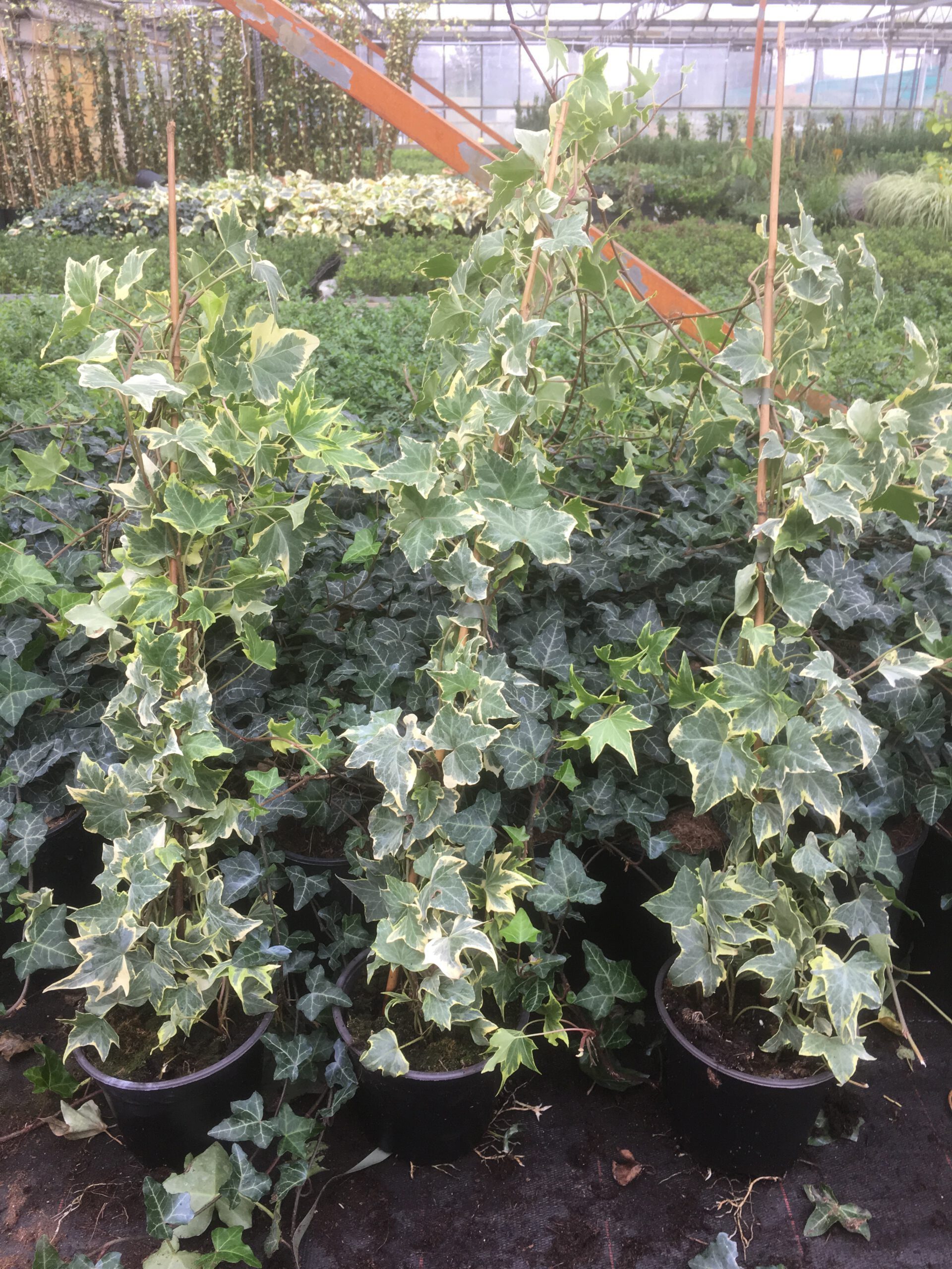 Hedera helix 'Goldchild' - geelgroene Hedera 80-100 t/m 200/225 cm - Afbeelding 4