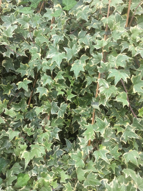 Hedera helix 'Goldchild' - geelgroene Hedera 80-100 t/m 200/225 cm - Afbeelding 2