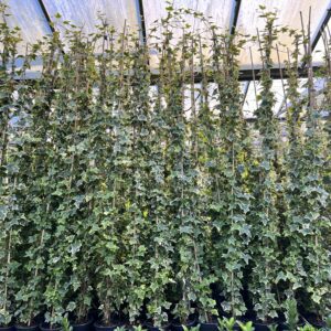 Hedera helix 'Goldchild' - geelgroene Hedera 80-100 t/m 200/225 cm