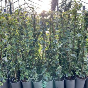 Hedera helix 'Goldchild' - geelgroene Hedera 60/80 t/m 150/175