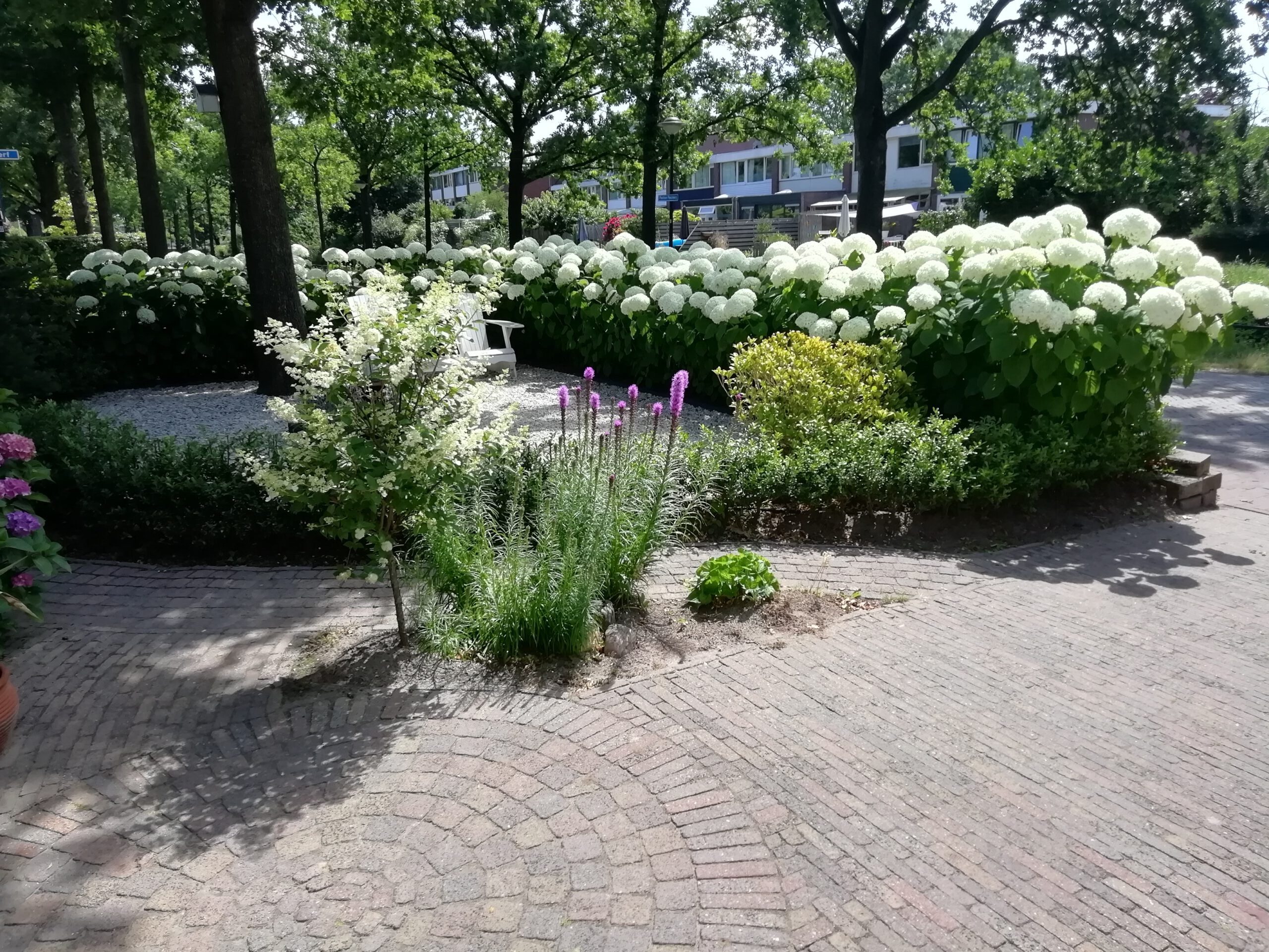 Hydrangea arborescens “Incredible”- Strong Annabelle - Afbeelding 6