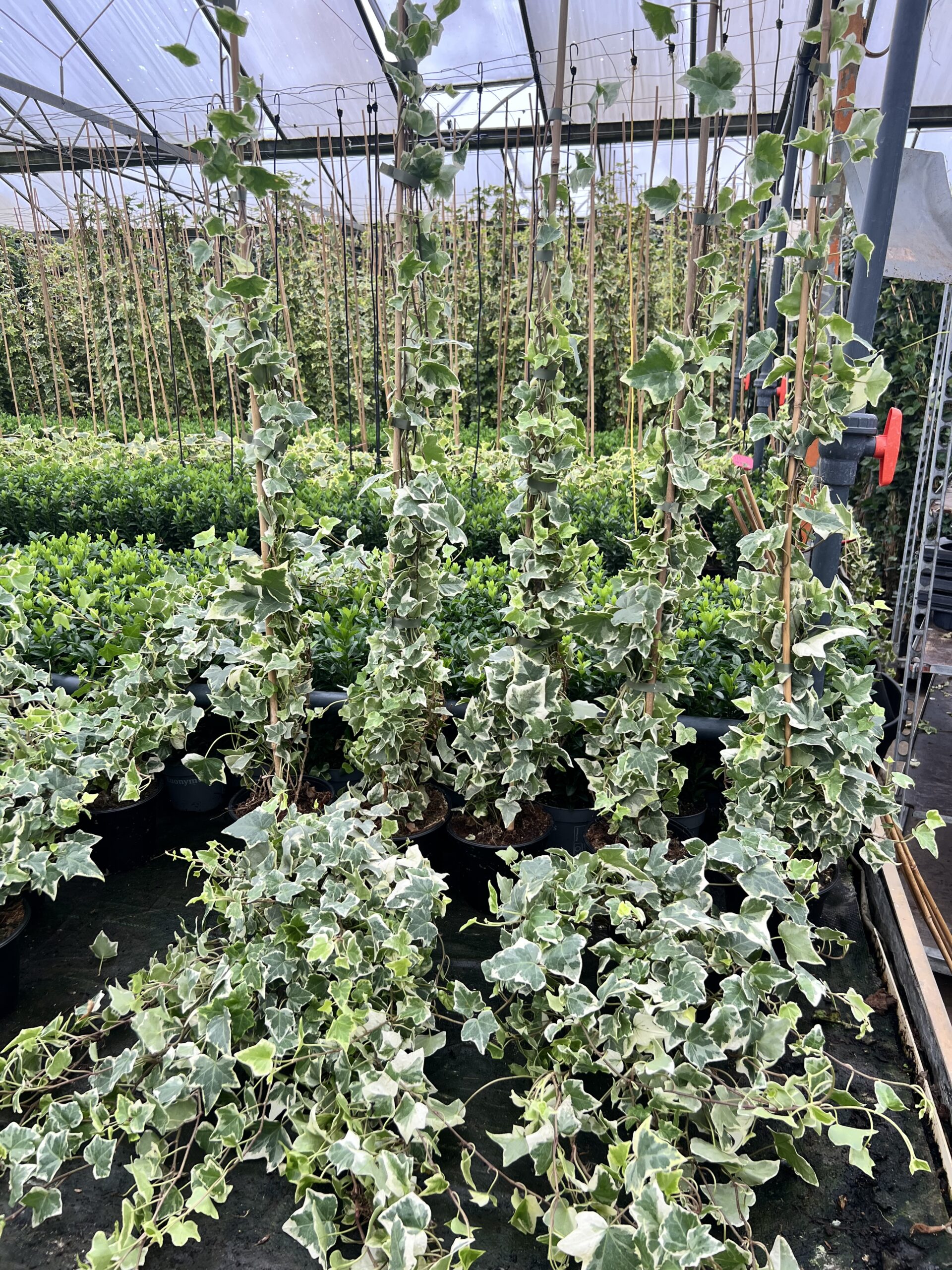 Hedera helix 'White Wonder' -kleinbladig witgroen