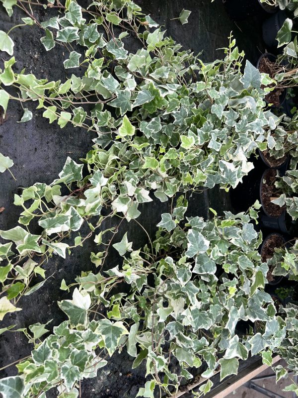 Hedera helix 'White Wonder'  -kleinbladig witgroen - Afbeelding 3