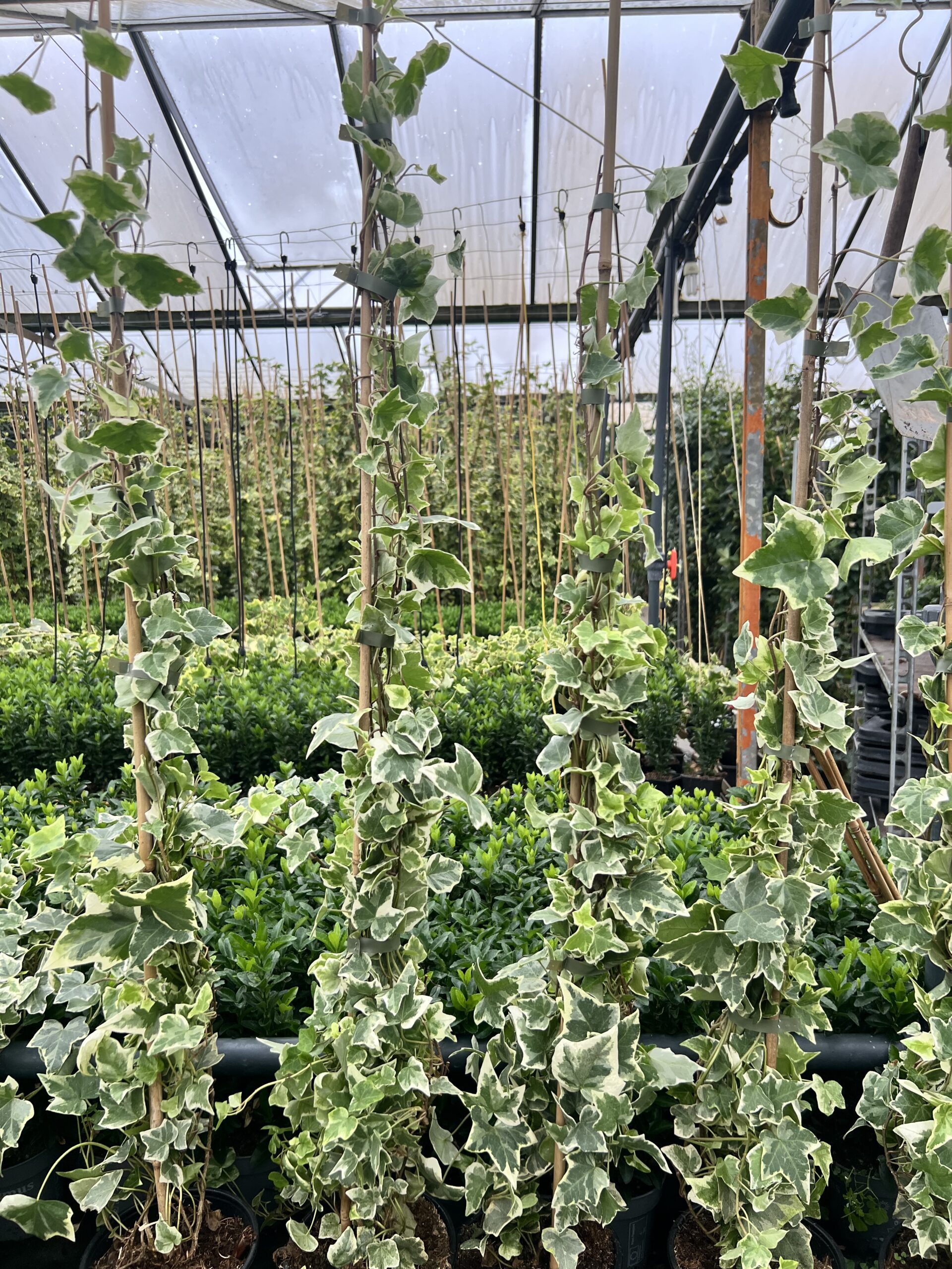 Hedera helix 'White Wonder'  -kleinbladig witgroen - Afbeelding 4