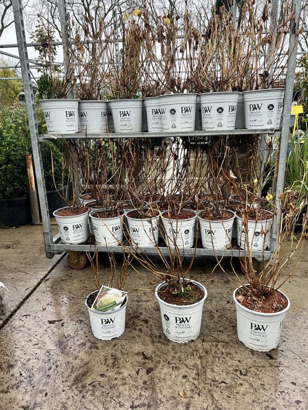 Hydrangea arborescens “Incredible”- Strong Annabelle - Afbeelding 10