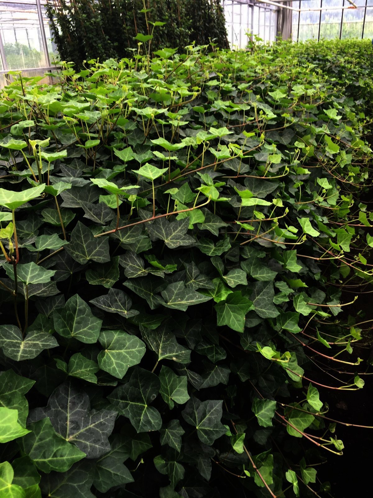 Hedera hibernica - Ierse klimop 20/40 cm t/m 250/300 cm - Afbeelding 7