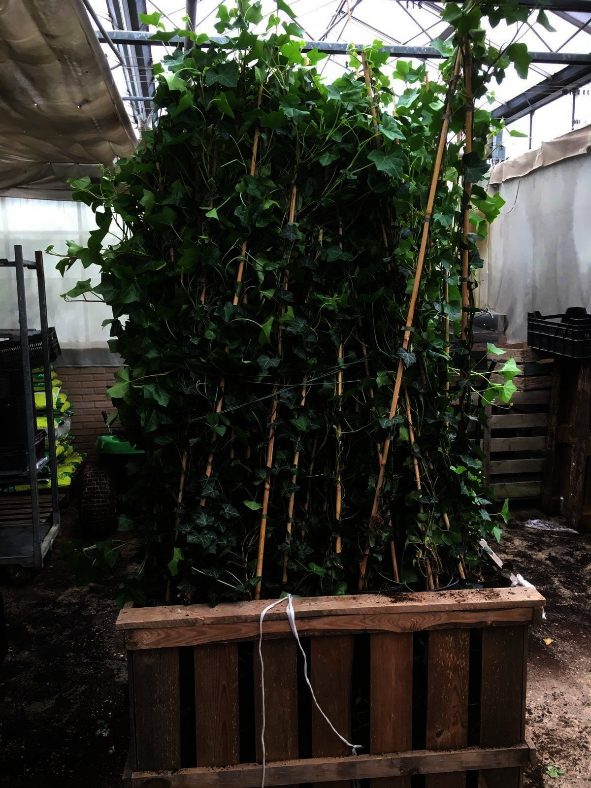 Hedera hibernica - Ierse klimop - 150/175 cm - Afbeelding 2