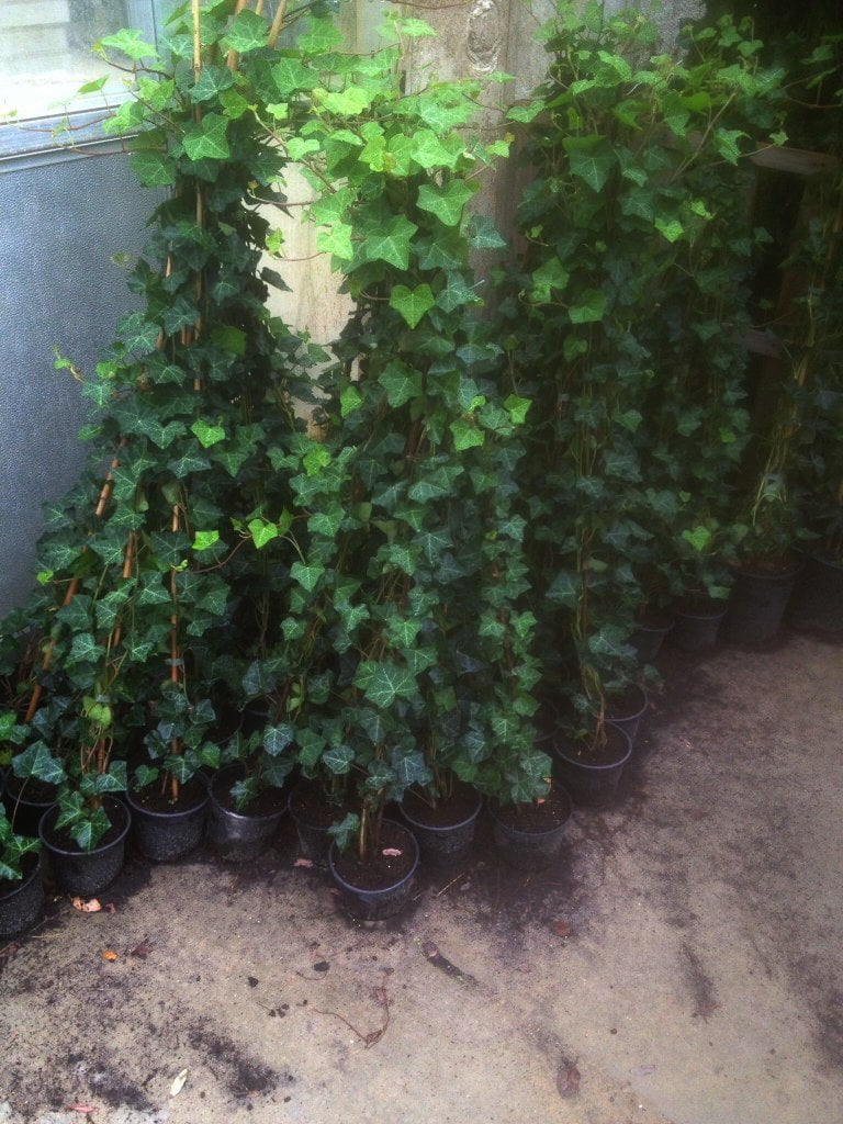 Hedera hibernica - Ierse klimop 20/40 cm t/m 250/300 cm - Afbeelding 11