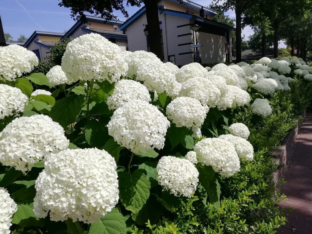 Hydrangea arborescens “Incredible” Strong Annabelle Buxuskoning