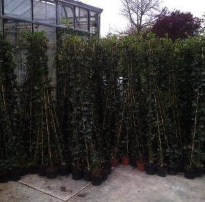 Hedera hibernica in 10 maten verkrijgbaar