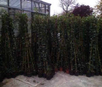 Hedera hibernica in 10 maten verkrijgbaar