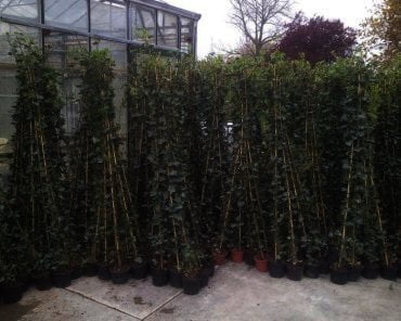 Hedera hibernica in 10 maten verkrijgbaar