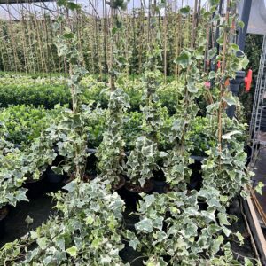 Hedera helix 'White Wonder'  -kleinbladig witgroen