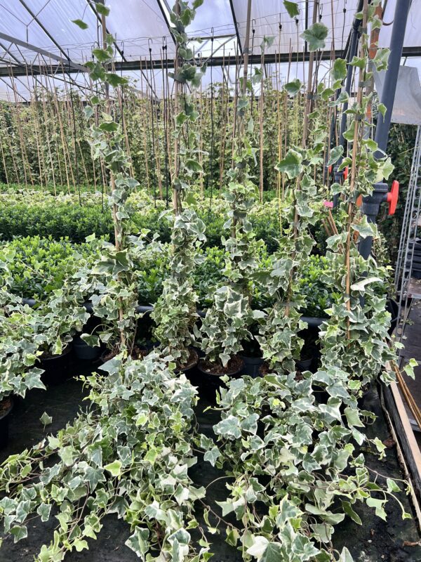 Hedera helix 'White Wonder'  -kleinbladig witgroen