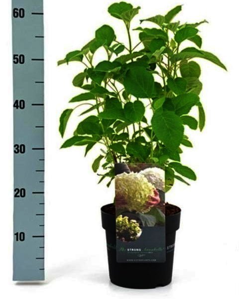 19 cm pot,foto is van juni-aug,hydrangea-strong-annabelle2-480x600