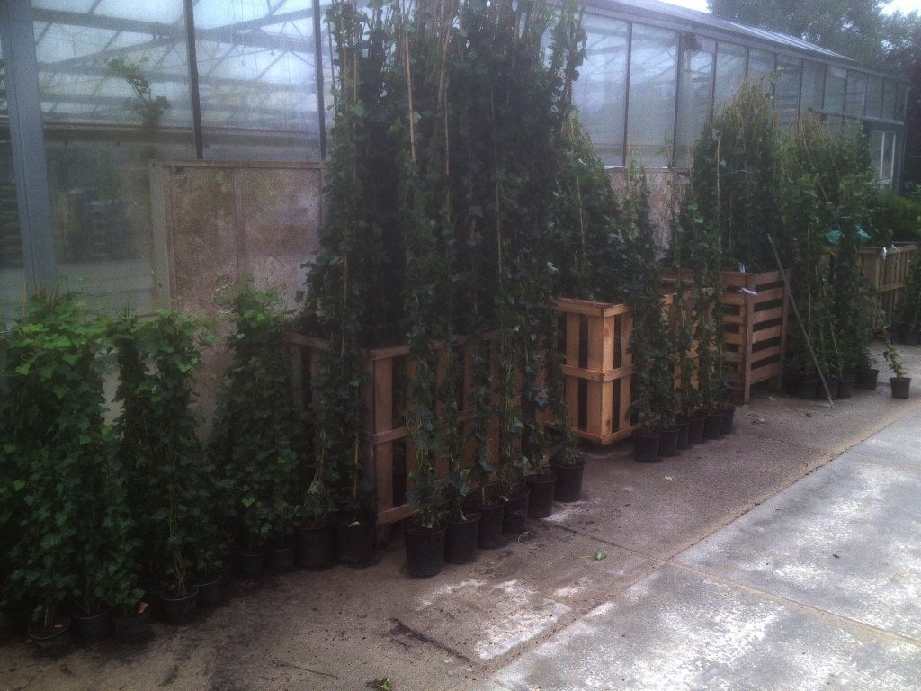 Hedera hibernica - Ierse klimop - 150/175 cm - Afbeelding 5