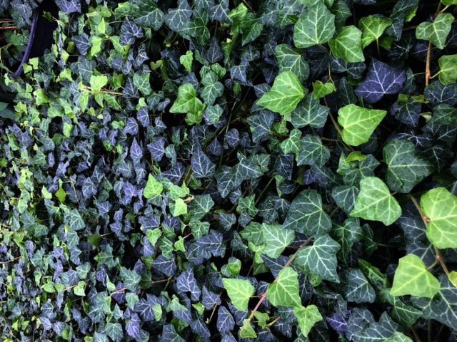 Hedera helix -125/150 t/m 175/200 cm gestokt