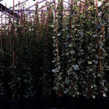 Rechts Hedera Eva en links Hedera Ivalace 2 nieuwelingen van de Hederakoning