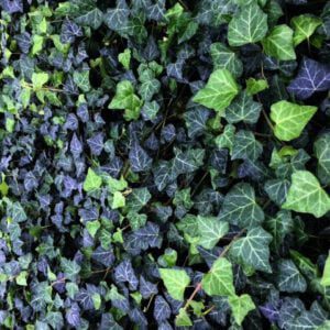 Hedera helix -125/150 t/m 175/200 cm gestokt