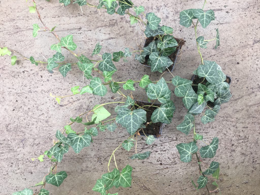 Hedera Plattensee , ook een goede bodem bedekker