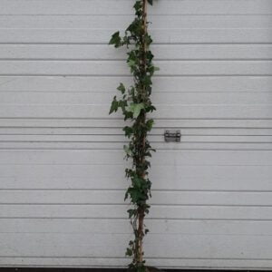 Hedera helix Normandy Carpet