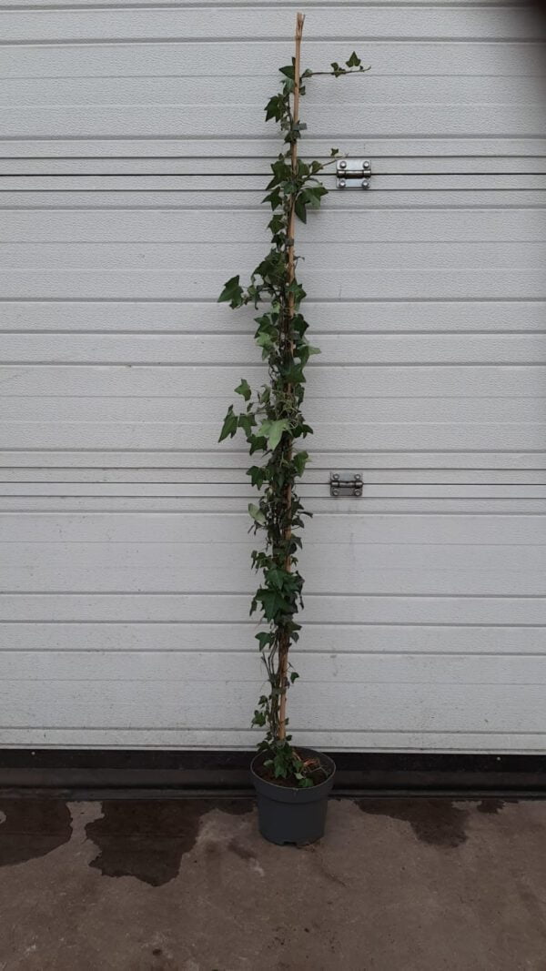 Hedera helix Normandy Carpet