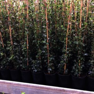 Hedera helix Plattensee, is een van de allermooiste en platste Hedera voor strakke hagen