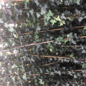 ILEX crenata Caroline Upright bollen