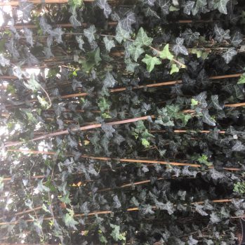 ILEX crenata Caroline Upright bollen