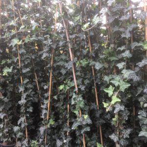 Hedera Plattensee, de smalst blijvende hedera haag,