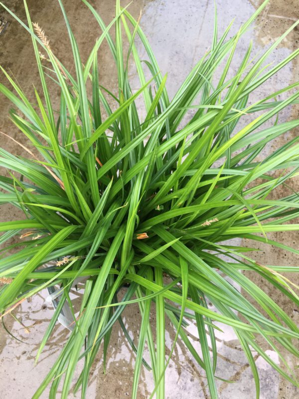 Carex irish Green, veel uitlopers per pot, top kwaliteit voor bodemprijzen