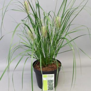Pennisetum Hameln , populair Siergras