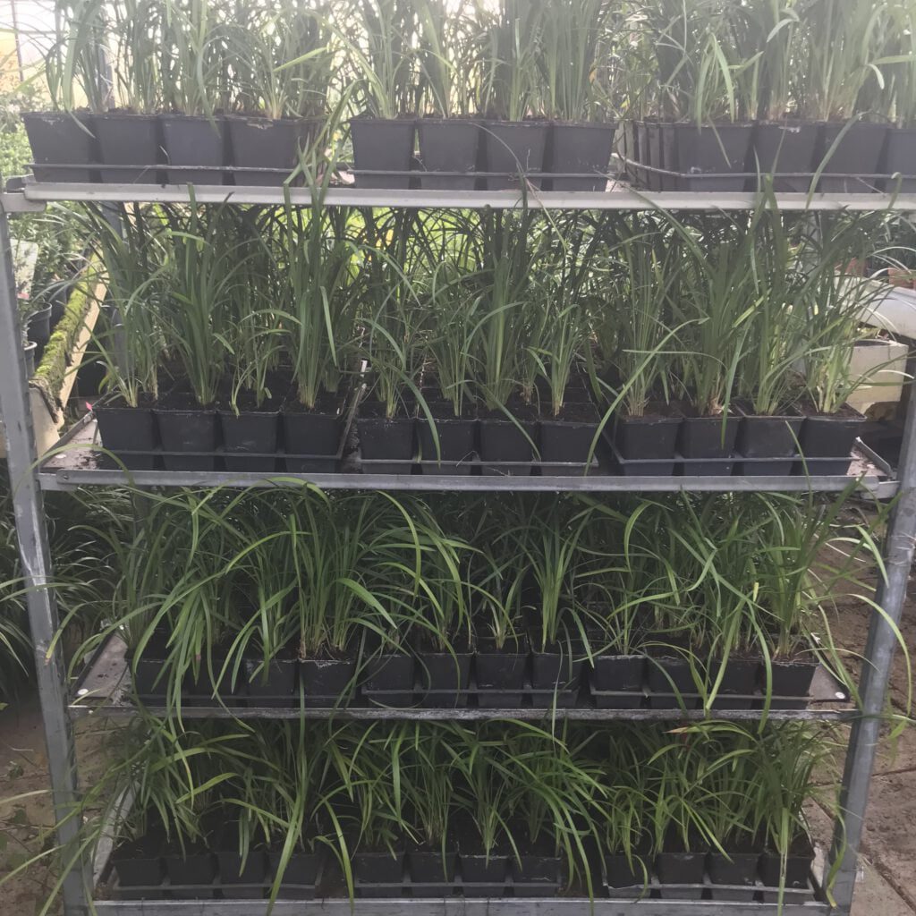 Mooie Liriope in 9 cm pot,