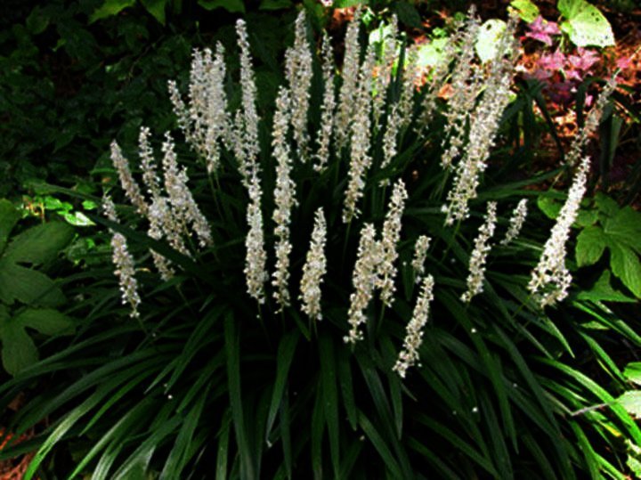 Liriope muscari -leliegras div - Afbeelding 4