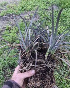 Ophiopogon Niger-zwart gras, volle potten, 5/8 uitlopers