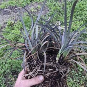 Ophiopogon Niger-zwart gras, volle potten, 5/8 uitlopers