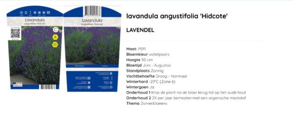 Lavendel Hidcote 11x11 cm pot met kleuren etiket