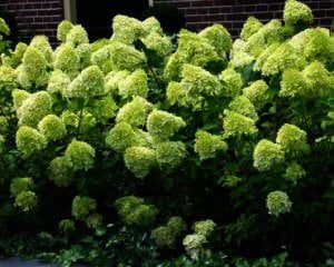 hydrangea-paniculata-limelight