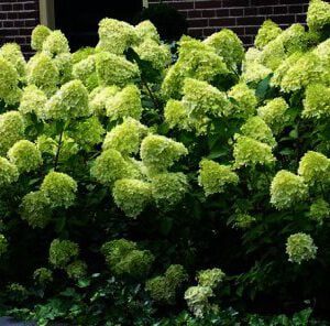 hydrangea-paniculata-limelight