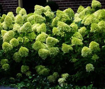 hydrangea-paniculata-limelight