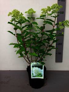 Hydrangea_pan_Limelight_C3