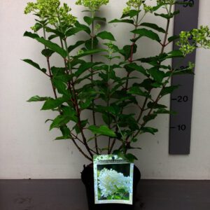 Hydrangea_pan_Limelight_C3