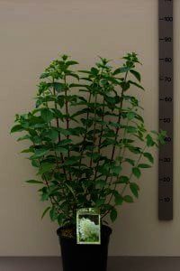 Hydrangea_pan_Limelight_C7,5