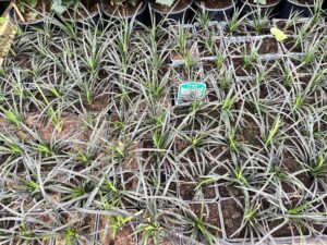 Zwart gras in 9 cm pot. €2,99