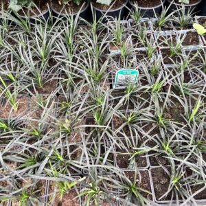 Zwart gras in 9 cm pot. €2,50