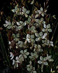 Gaura lindheimeri ‘Whirling Butterflies’, Is een prachtige kaarsachtige bloem met een zeerlange bloeitijd