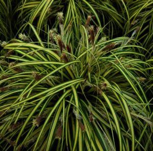Carex morrowii ''Goldband'' is een blikvanger in u tuin,zet hem ik groepen,geeft rust in u tuin.